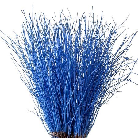 Betula Dyed Blue