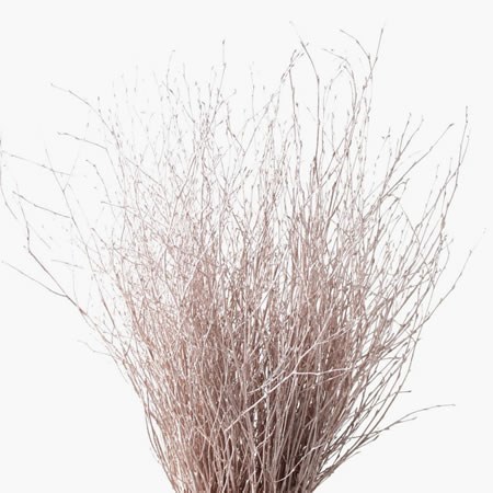Betula Dyed Champagne