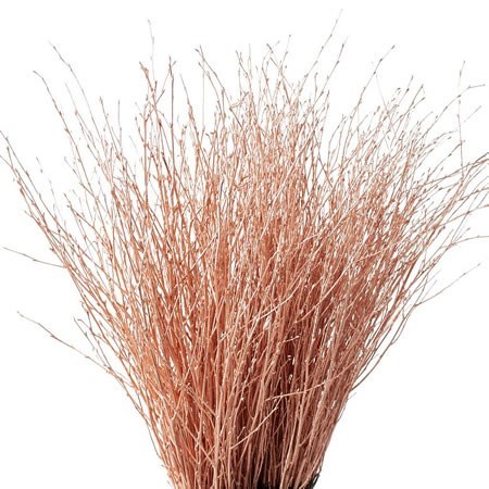 Betula Dyed Copper