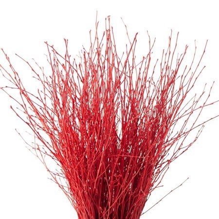 Betula Dyed Red
