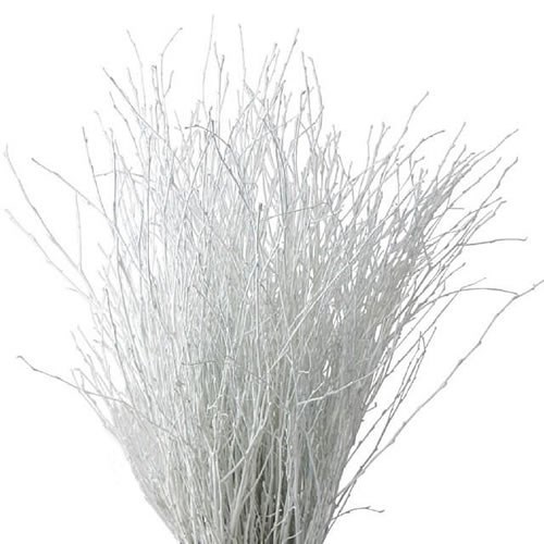 Betula Dyed White