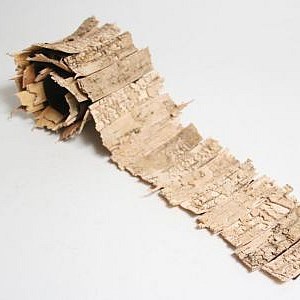 Birch Bark Ribbon