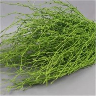 Birch Dyed Green