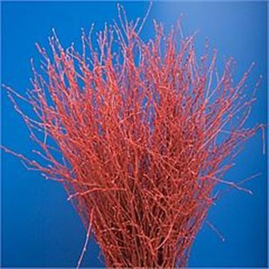 Birch Dyed Red Glitter