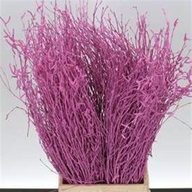 Birch Dyed Cerise