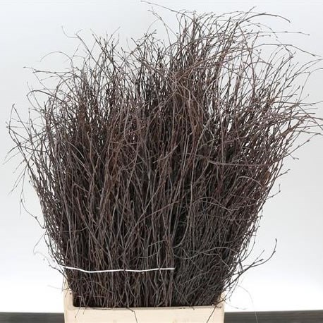 Birch Natural