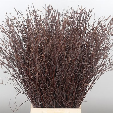 Birch Natural