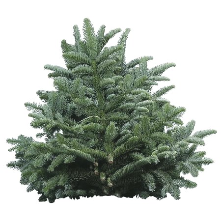 Spruce (Blue) 4.5kg