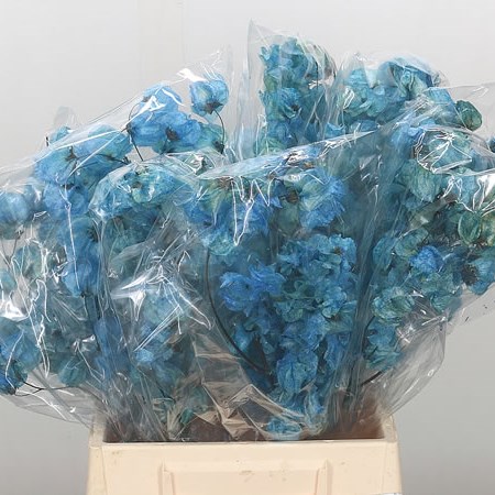 Bougainvillea Dyed Blue (Dried)