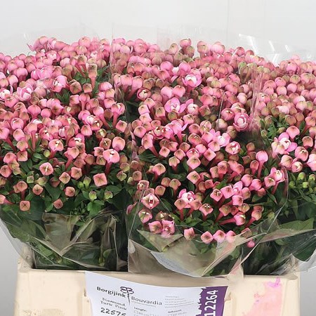 Bouvardia Dbl. Diamond Dark Pink