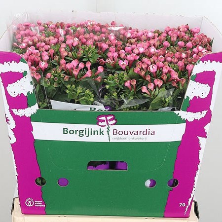 Bouvardia Dbl. Diamond Dark Pink