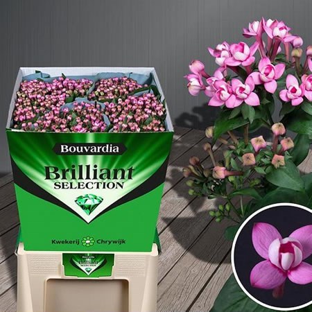 Bouvardia Dbl. Diamond Dark Pink