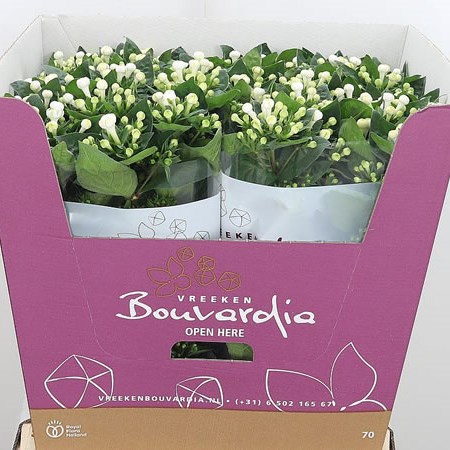 Bouvardia Dbl. Diamond Sparkles