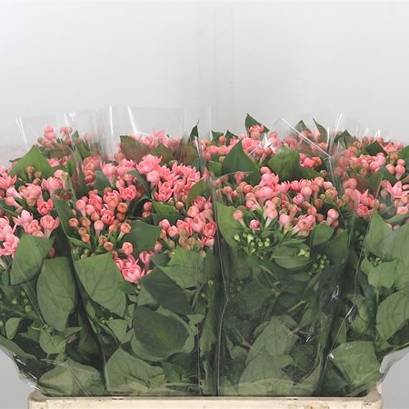 Bouvardia Dbl. Salmon