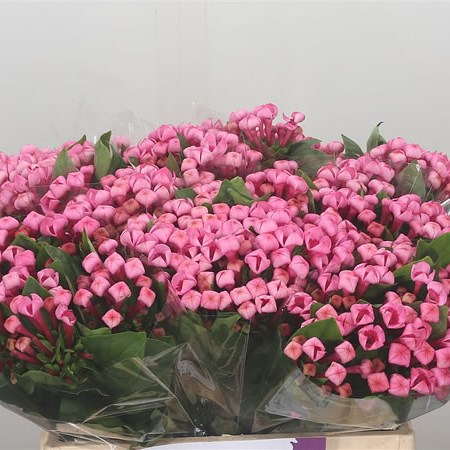 Bouvardia Major Hot Pink