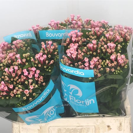 Bouvardia Royal Daphne Fresco