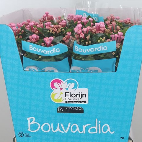 Bouvardia Royal Daphne Fresco