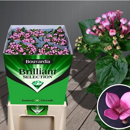 Bouvardia royal daphne fresco
