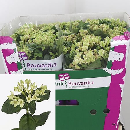 Bouvardia Royal Pistache