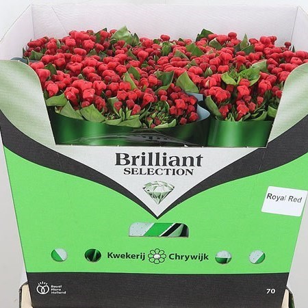 Bouvardia Royal Red
