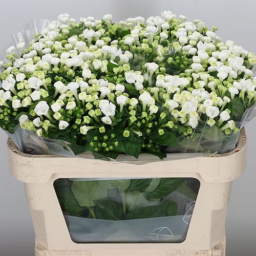 Bouvardia Royal White Verde