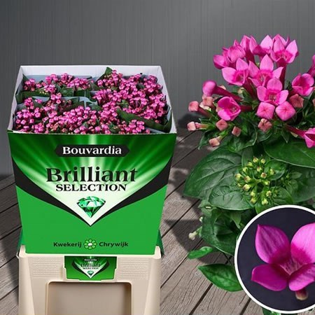 Bouvardia Sgl. Royal Roza