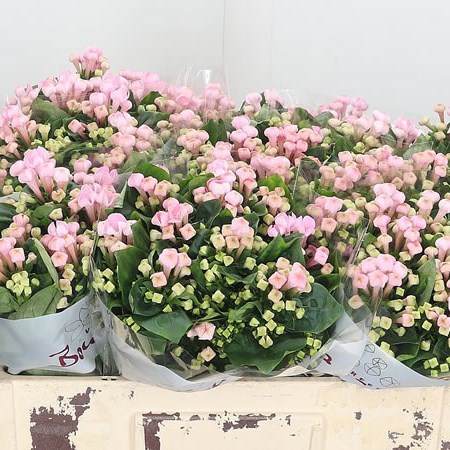Bouvardia Sgl. Sweet Roza