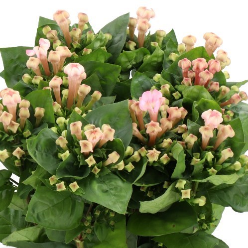 Bouvardia Sweet Jewel