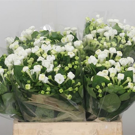 Bouvardia White Sensation