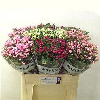Bouvardia dbl. MIx (Varieties May Vary to Image)