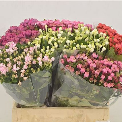 Bouvardia dbl. Mix