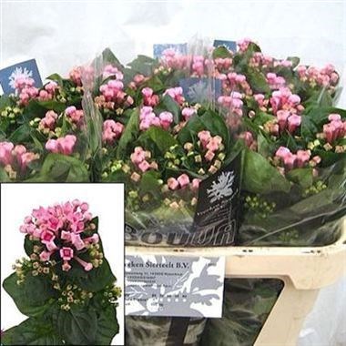 Bouvardia sgl. Royal Daphne Fresco