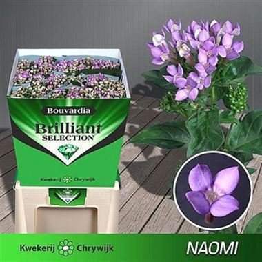 Bouvardia sgl. Royal Naomi