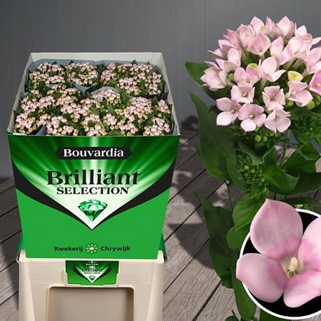 Bouvardia sgl. Sweet Roza