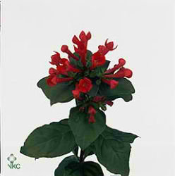 Bouvardia sgl. royal daphne red