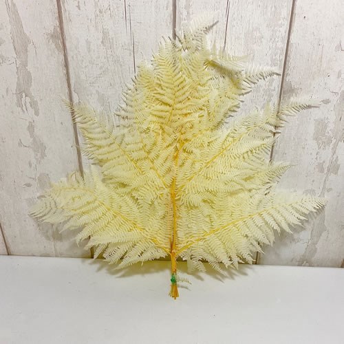 Bracken Fern - Bleached & Dried