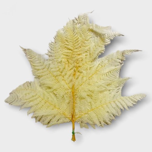 Bracken Fern - Bleached & Dried