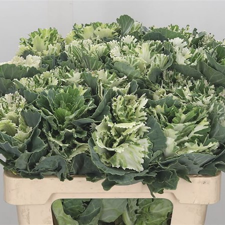 Brassica Akilina