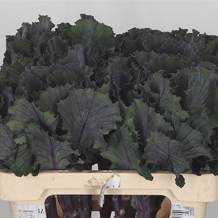 Brassica Black Leaf