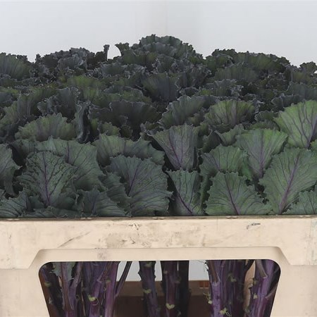 Brassica Black Leaf