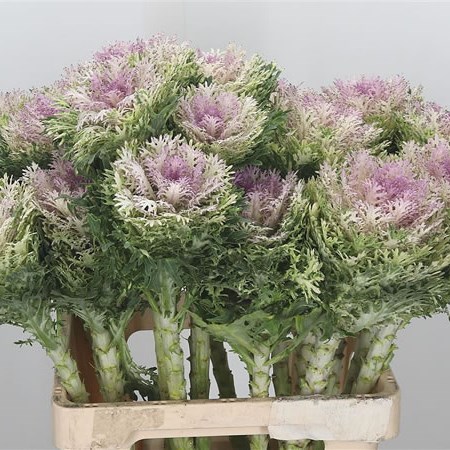 Brassica Crane King