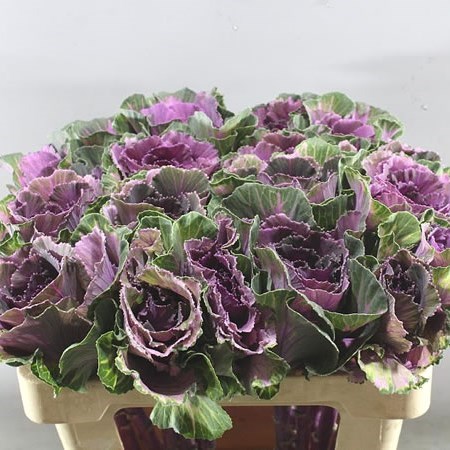 Brassica Crane Pink