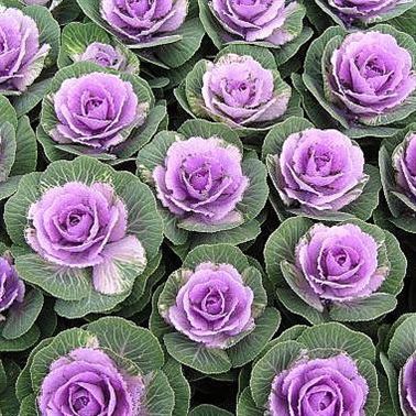 Brassica Crane Pink