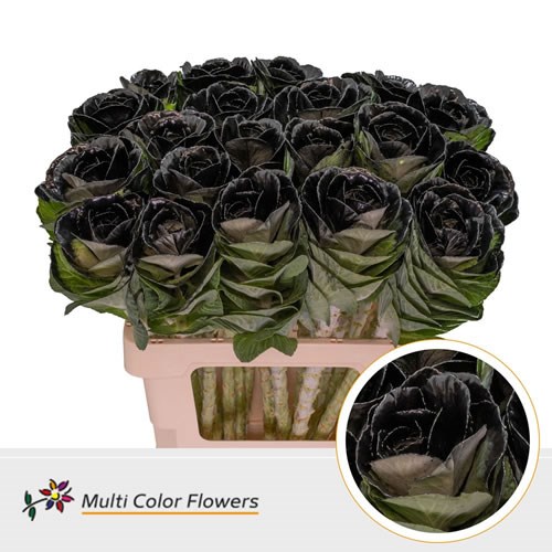 Brassica Dyed Black