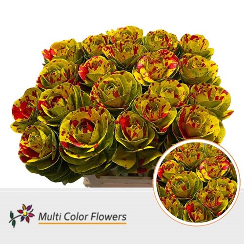 Brassica Dyed Yellow Splash Red