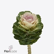Brassica Empire Arina