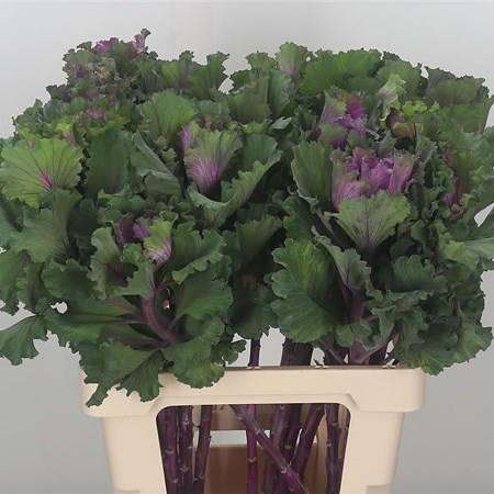 Brassica First Lady