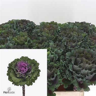 Brassica First Lady