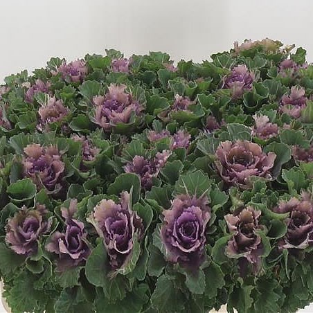 BRASSICA KSENIA