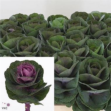 Brassica Olga